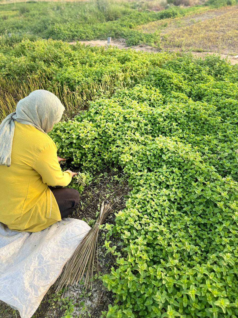 Dried Vegetables from Bushehr, Iran
