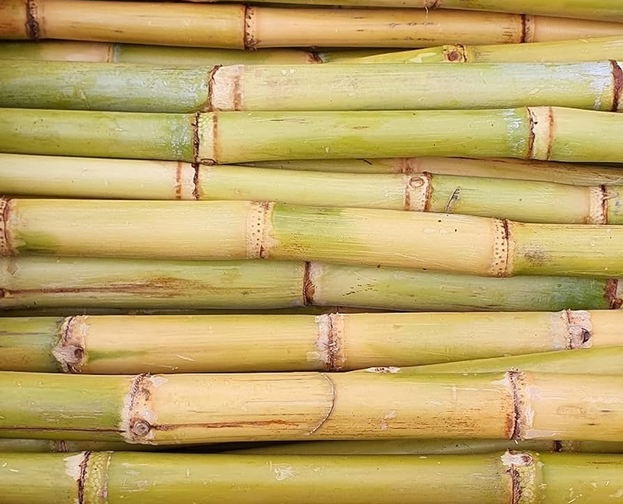 sugarcane
