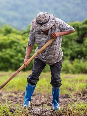 Organic & Healthy Foods Provider Farming