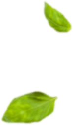 Two Leaf
